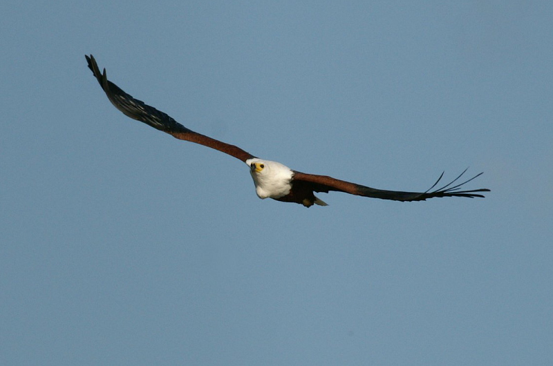 Eagle: © 2006 C. Jeffery Small